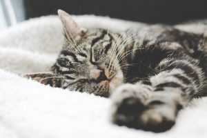 sleeping cat
